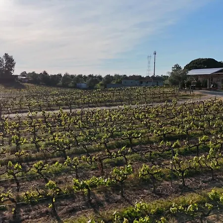 بيت للعطل Quinta Moscatel Entre Vinhas بالميلا